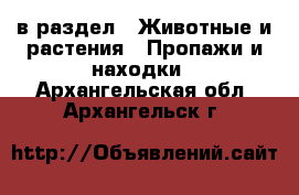  в раздел : Животные и растения » Пропажи и находки . Архангельская обл.,Архангельск г.